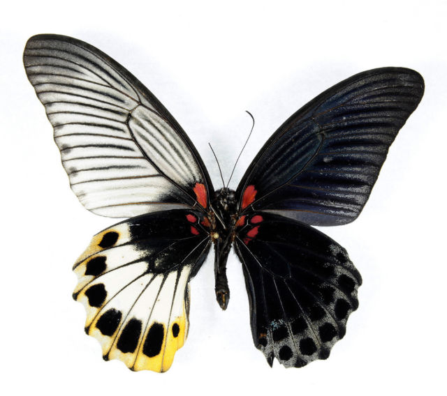 Papilio memnon (bilateral gynandromorph) (Internet Image property of respective owner, non-commercial use only)